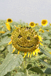 66e7a410.gif