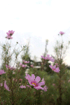 28e2b893gif