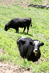 IMG_0679.gif