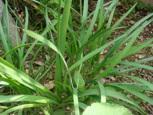 DSC00482.JPG
