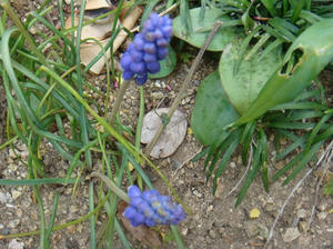 DSC00477.JPG