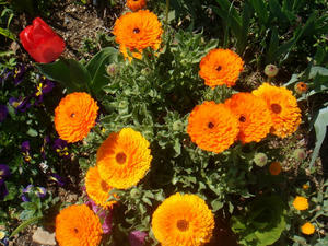 DSC00504.JPG