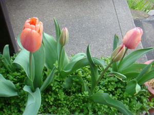 DSC00560.JPG