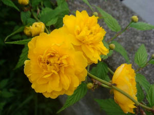 DSC00602.JPG