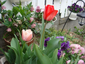 DSC00607.JPG