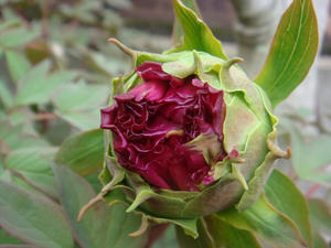 DSC00606.JPG
