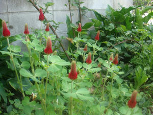 DSC00761.JPG