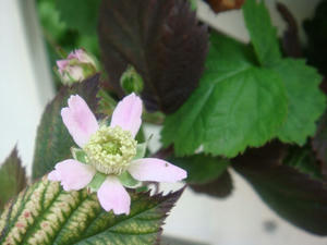 DSC00783.JPG
