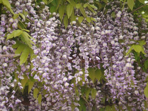 DSC00883.JPG