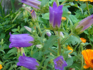 DSC01021.JPG