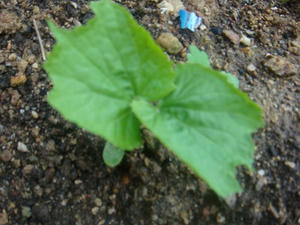 DSC01026.JPG