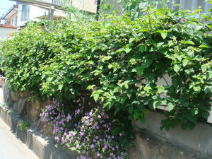 DSC01047.JPG