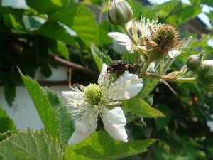 DSC01065.JPG