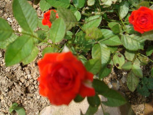 DSC01825.JPG