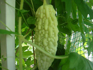 DSC01832.JPG