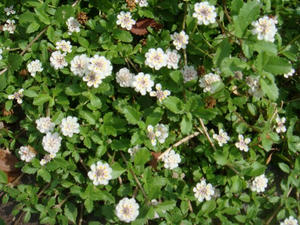 DSC01837.JPG