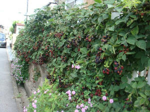 DSC01839.JPG