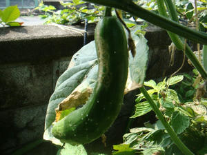 DSC01915.JPG