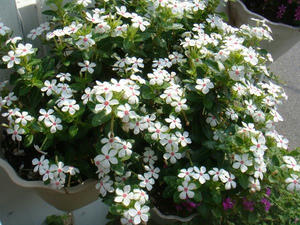 DSC01921.JPG