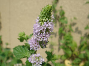 DSC01925.JPG