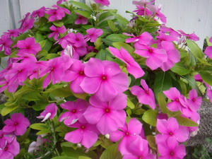 DSC02440.JPG