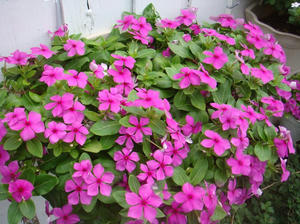 DSC02437.JPG