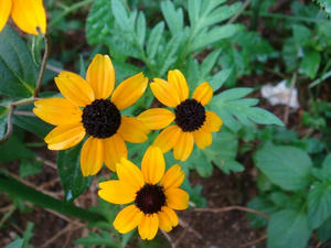 DSC02477.JPG