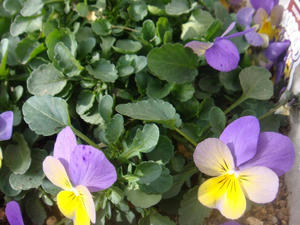 DSC03373.JPG