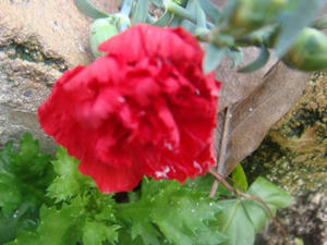DSC03451.JPG