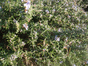 DSC03470.JPG