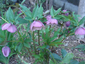 DSC04080.JPG