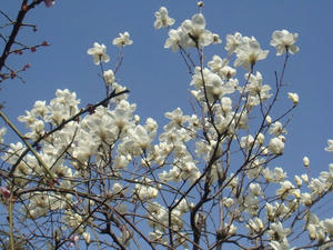 DSC04095.JPG