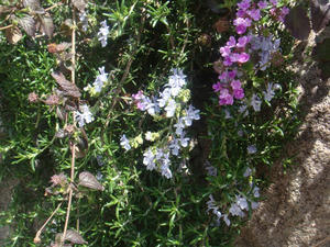 DSC04232.JPG
