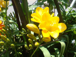 DSC04246.JPG