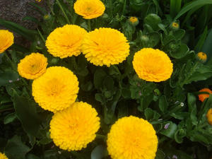 DSC04272.JPG