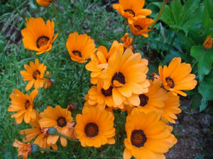 DSC04275.JPG