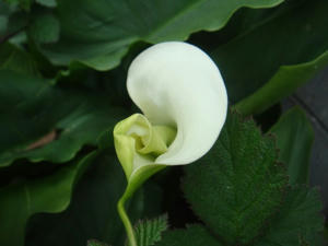 DSC04276.JPG