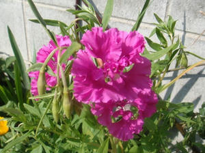 DSC04302.JPG