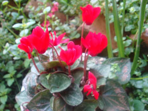 DSC04312.JPG