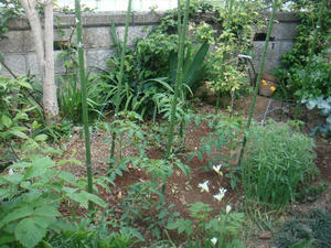 DSC04367.JPG