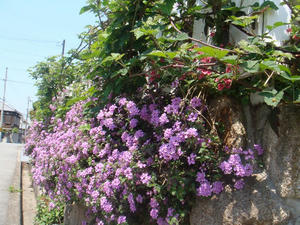 DSC04374.JPG