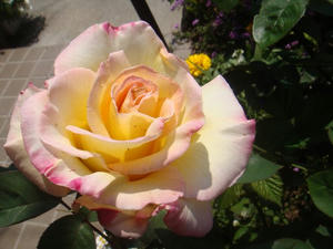 DSC04370.JPG