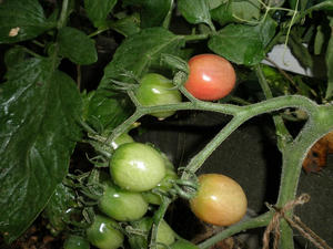 P6100039.JPG
