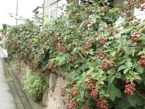 P7080200.JPG
