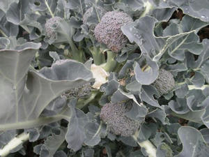 burokoriP1310001.jpg