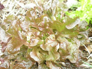 P3050007.jpg