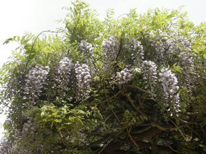 P5040008.jpg