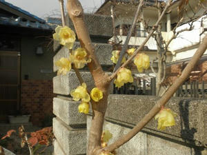 P1090081.jpg