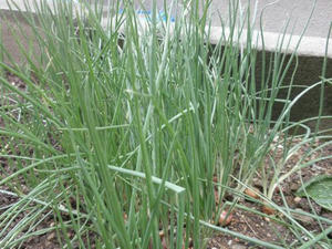PA110020.jpg