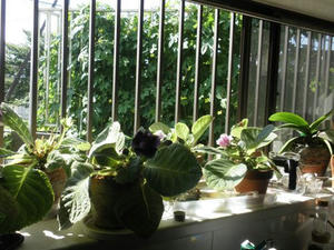 P7200032.jpg